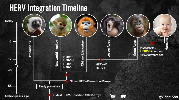 HERV-K integration timeline