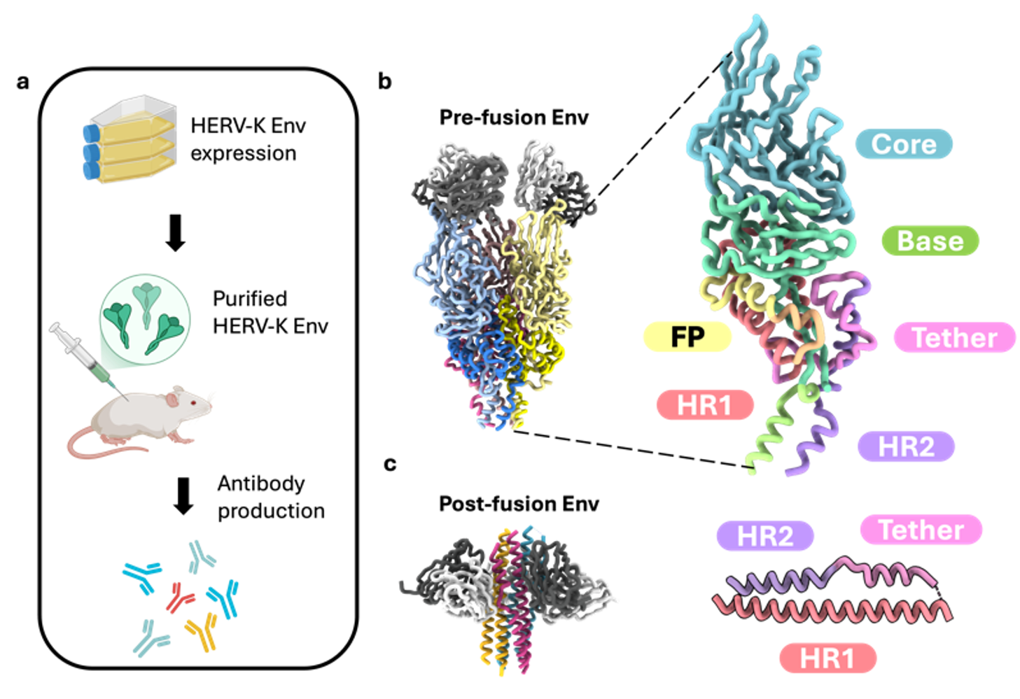 HERV-K envelope protein structure
