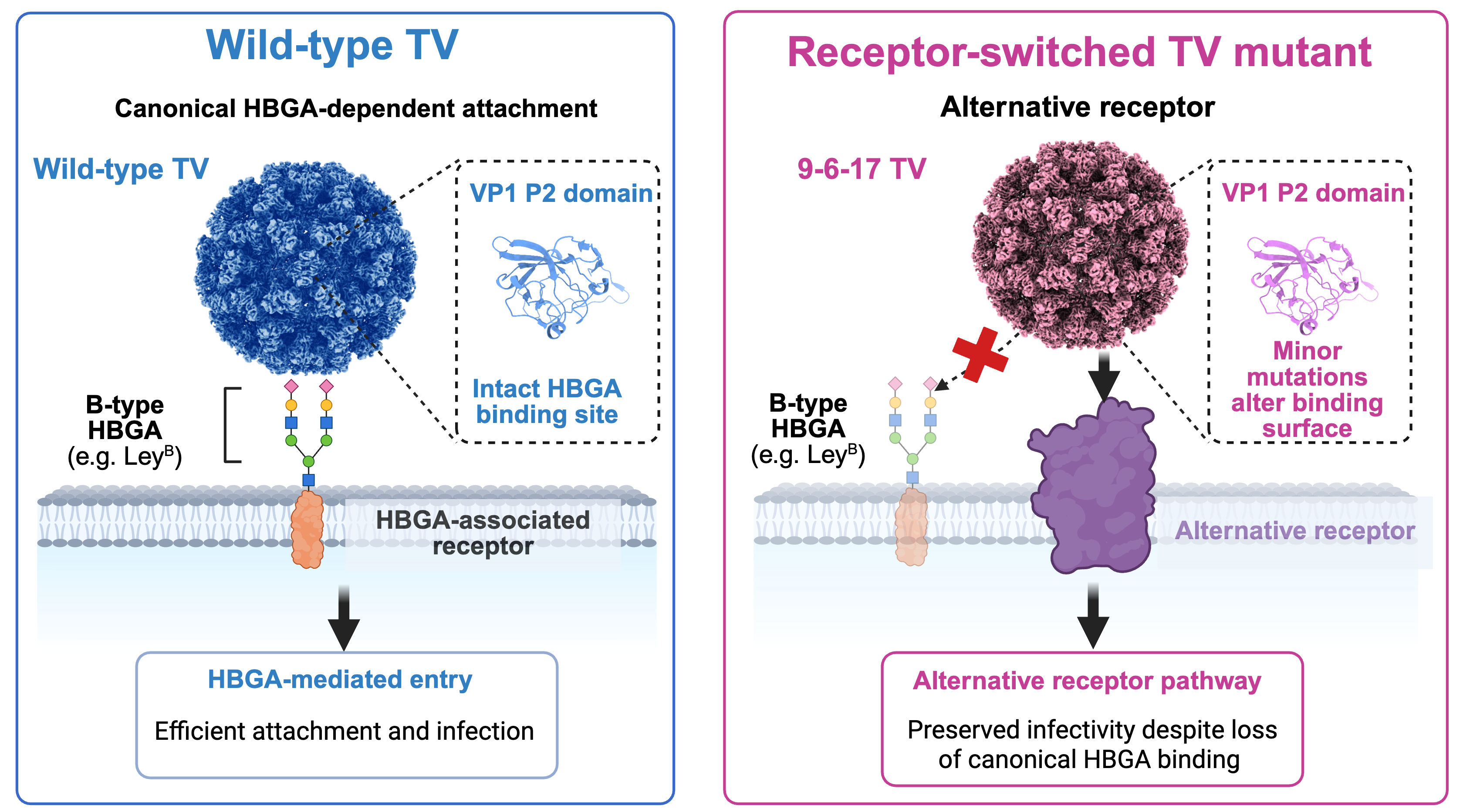 Model of receptor switching in Tulane virus