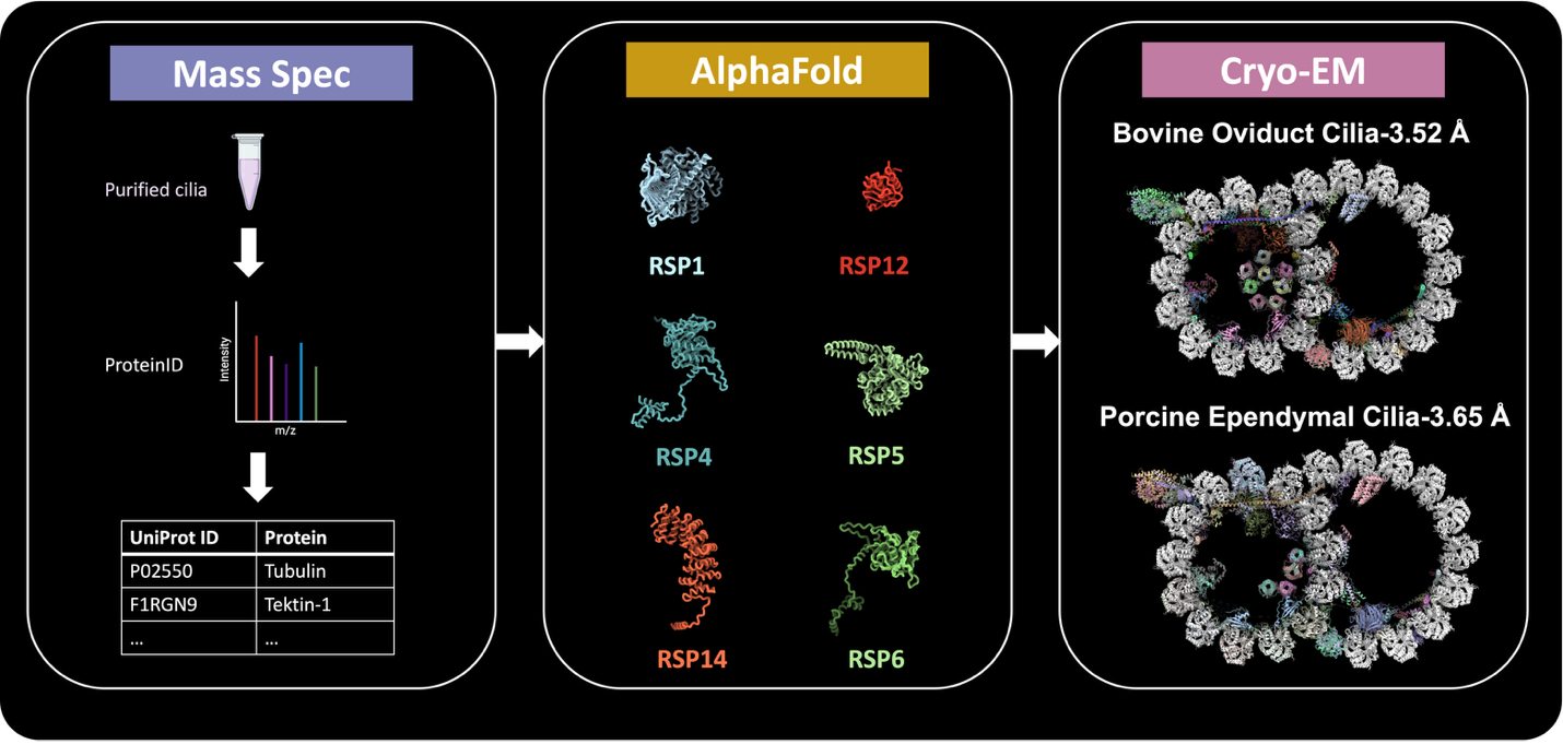 protein identification